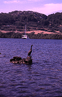 Cormorant